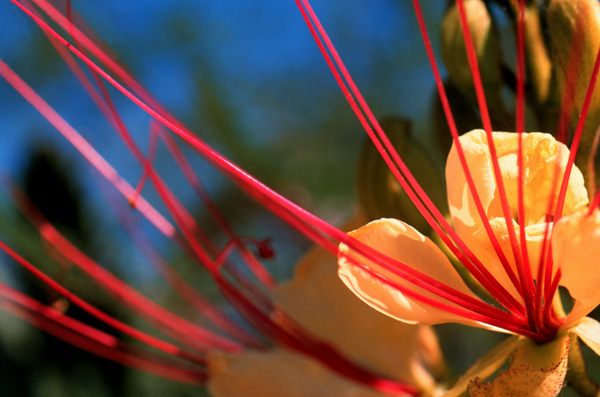 Flower_Detail.jpg