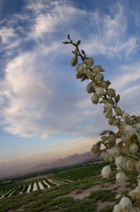 fullres_cruces_mtns_04_060803-199x300.jpg